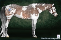 Horse Color:White Spotted Bay Ice Splash