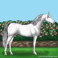 Horse Color:Brown Sabino Splash Rabicano 