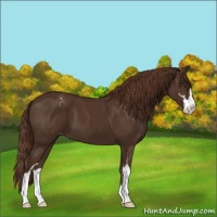 Horse Color:Liver Chestnut Sabino Varnish 