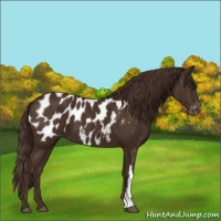 Horse Color:Liver Chestnut Appaloosa 