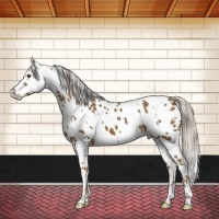Horse Color:Chocolate Palomino Sabino Frame Appaloosa