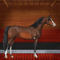 Horse Color:Bay Sabino Varnish