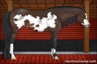 Horse Color:Brown Frame Appaloosa