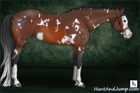 Horse Color:White Spotted Bay Splash