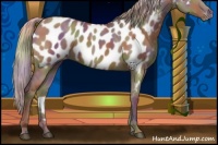 Horse Color:Nacre Silver Grullo Appaloosa 