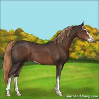 Horse Color:Liver Chestnut Sabino 
