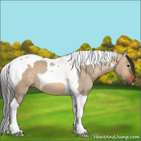 Horse Color:Bay Dun Tobiano