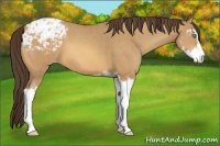 Horse Color:Amber Champagne Sabino Appaloosa