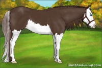 Horse Color:Liver Chestnut Splash 