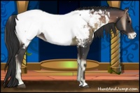 Horse Color:White Spotted Blue Onyx Appaloosa 