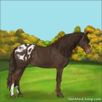Horse Color:Liver Chestnut Appaloosa 