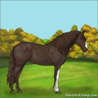 Horse Color:Liver Chestnut 