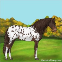 Horse Color:Liver Chestnut Appaloosa 