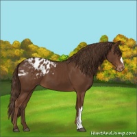 Horse Color:Liver Chestnut Appaloosa 