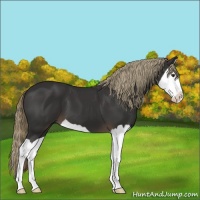 Horse Color:Liver Chestnut Splash 