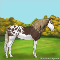 Horse Color:Liver Chestnut Splash Appaloosa 
