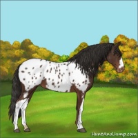 Horse Color:Liver Chestnut Appaloosa 