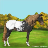 Horse Color:Liver Chestnut Appaloosa Rabicano 
