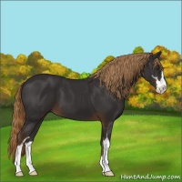 Horse Color:Liver Chestnut Sabino 