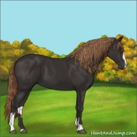 Horse Color:Liver Chestnut Sabino 