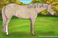 Horse Color:Gray Palomino Roan 