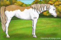 Horse Color:Chestnut Splash 