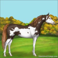 Horse Color:Liver Chestnut Splash Frame