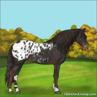 Horse Color:Liver Chestnut Appaloosa 