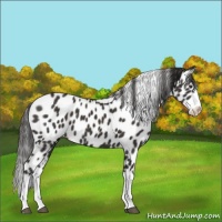 Horse Color:Liver Chestnut Splash Appaloosa 