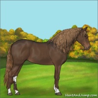 Horse Color:Liver Chestnut 