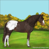 Horse Color:Liver Chestnut Appaloosa 