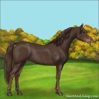 Horse Color:Liver Chestnut Appaloosa Rabicano 