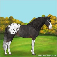 Horse Color:Liver Chestnut Splash Appaloosa Rabicano 
