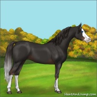 Horse Color:Liver Chestnut Splash 