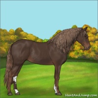 Horse Color:Liver Chestnut Rabicano 