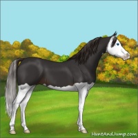 Horse Color:Liver Chestnut Splash 