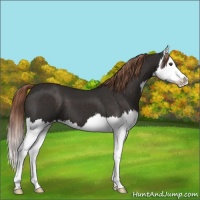 Horse Color:Liver Chestnut Splash 