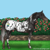 Horse Color:White Spotted Liver Chestnut Appaloosa 