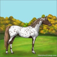 Horse Color:White Spotted Liver Chestnut Near Leopard 