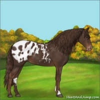 Horse Color:Liver Chestnut Appaloosa 