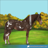 Horse Color:White Spotted Liver Chestnut Sabino
