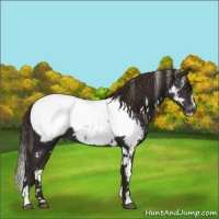 Horse Color:White Spotted Liver Chestnut Sabino Snowcap