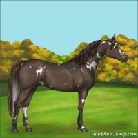 Horse Color:White Spotted Liver Chestnut 