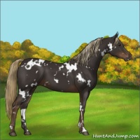 Horse Color:White Spotted Liver Chestnut 