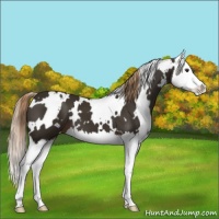 Horse Color:White Spotted Liver Chestnut Splash 