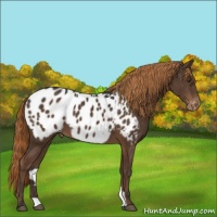 Horse Color:Liver Chestnut Appaloosa 