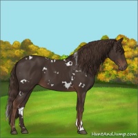 Horse Color:White Spotted Liver Chestnut 