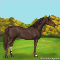 Horse Color:Liver Chestnut 