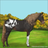 Horse Color:Liver Chestnut Blanket