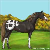 Horse Color:Liver Chestnut Appaloosa